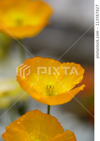 Poppy's flower up Poppy's flower up 113567827