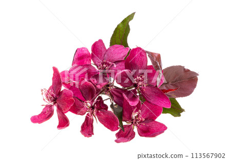 red apple tree flowers isolated red apple tree flowers isolated 113567902