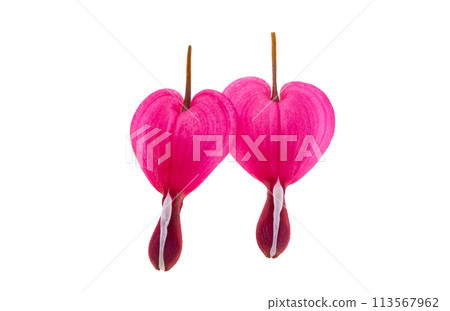 flowers dicentra magnificent isolated flowers dicentra magnificent isolated 113567962