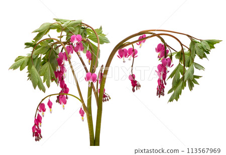 flowers dicentra magnificent isolated flowers dicentra magnificent isolated 113567969
