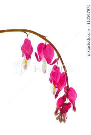 flowers dicentra magnificent isolated 113567973
