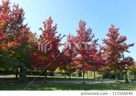 Stanley Park, Vancouver Stanley Park, Vancouver 113568046