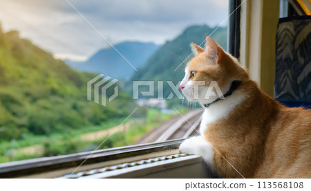 A cat looking at the scenery from a train window - Traveling cat 113568108