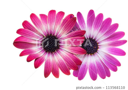 beautiful Osteospermum flower isolated beautiful Osteospermum flower isolated 113568110