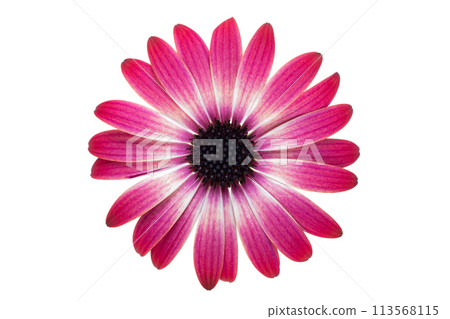 beautiful Osteospermum flower isolated 113568115