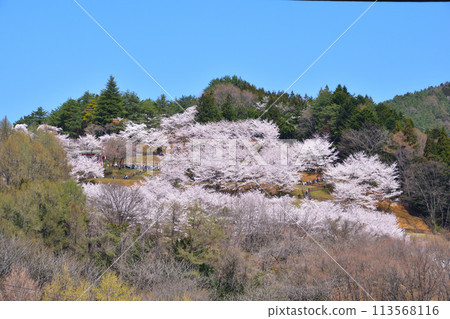 Spring: Arakurayama Sengen Park Spring: Arakurayama Sengen Park 113568116