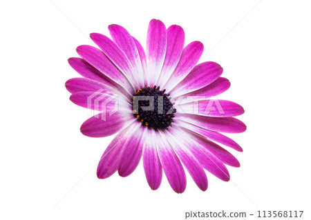 beautiful Osteospermum flower isolated beautiful Osteospermum flower isolated 113568117