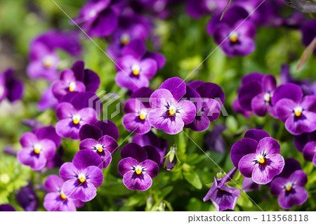 purple pansies are blooming 113568118