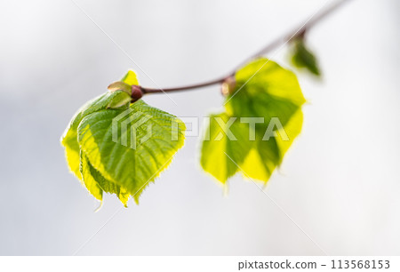 young linden leaves 113568153