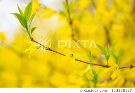 background of forsythia flowers background of forsythia flowers 113568157