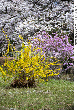 澀川市綜合公園的櫻花 113568345