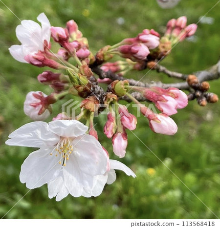 Cherry blossom buds_7 stages_multiple flowers blooming 113568418