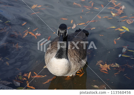 [New York] Ducks in Central Park 113568456