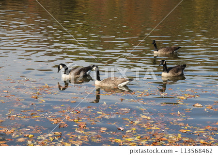 [New York] Ducks in Central Park 113568462