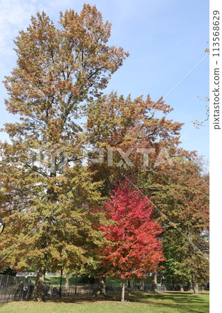 [New York] Autumn leaves in Central Park 113568629