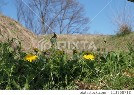 Dandelion flowers and blue sky Dandelion flowers and blue sky 113568718