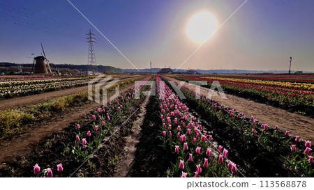 [Sakura City, Chiba Prefecture] Windmills in the tulip fields at Sakura Furusato Square 113568878