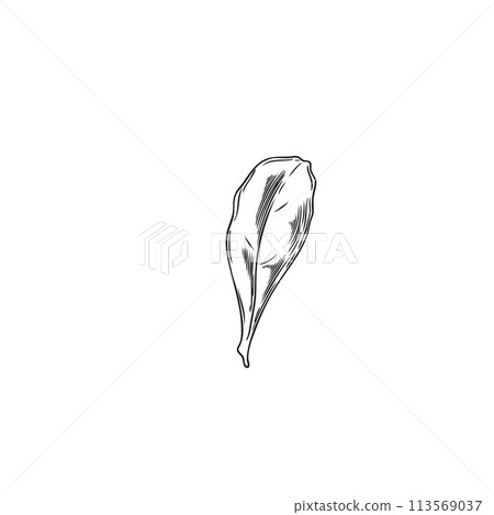 Leaf of goji berries plant engraved hand drawn vector icon, natural fragrant herbal tea, condiment foliage black sketch 113569037
