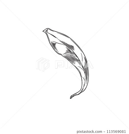 Vector sketch of goji berry leaves, hand drawn botanical element. Vector sketch of goji berry leaves, hand drawn botanical element. 113569081