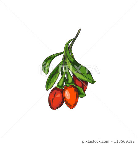 Luscious goji berries sprig vector illustration. Luscious goji berries sprig vector illustration. 113569182