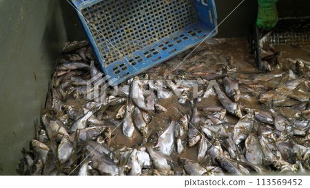 Pull out fresh fish at the fish factory. The process of salting fish. At a fish factory, workers are loading fish into a box. Pull out fresh fish at the fish factory. The process of salting fish. At a fish factory, workers are loading fish into a box. 113569452