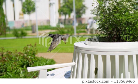 The black starling flies in the park. Starling in flight in a summer park. The black starling flies in the park. Starling in flight in a summer park. 113569460