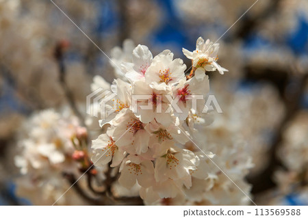 Cherry blossom Cherry blossom 113569588