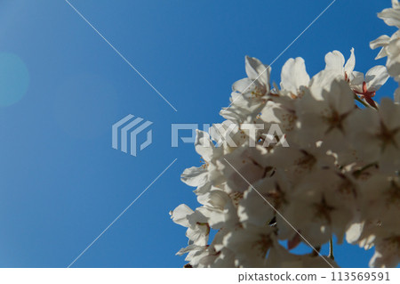 閃耀在藍天的櫻花 閃耀在藍天的櫻花 113569591