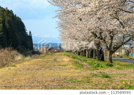 環境美化與盛開的櫻花 環境美化與盛開的櫻花 113569593