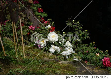 Haseji Temple Botan 113570042