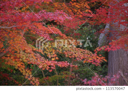 Autumn leaves 113570047