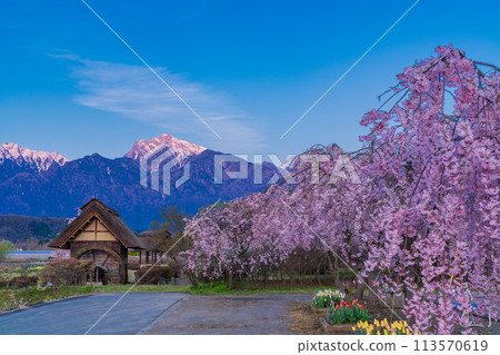 [Yamanashi Prefecture] Weeping cherry blossoms at Mizusha no Sato Park in Takekawa Town, Hokuto City, and snow on the Southern Alps 113570619