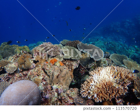Underwater scenery at Cape Maeda, a popular diving spot in Okinawa Underwater scenery at Cape Maeda, a popular diving spot in Okinawa 113570720