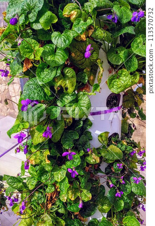 France Tourrettes-sur-Loup Violet fields France Tourrettes-sur-Loup Violet fields 113570732