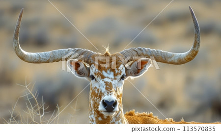 Magnificent Animal With Large Horns Close Up 113570835