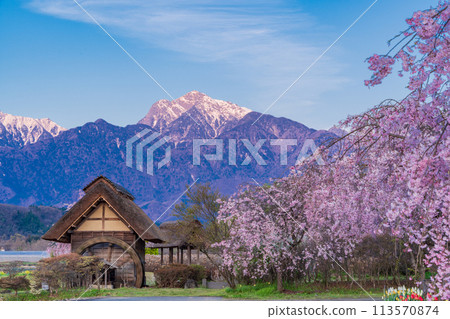[Yamanashi Prefecture] Weeping cherry blossoms at Mizusha no Sato Park in Takekawa Town, Hokuto City, and snow on the Southern Alps 113570874