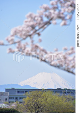 櫻花的風景 櫻花的風景 113570886