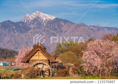 [Yamanashi Prefecture] Weeping cherry blossoms at Mizusha no Sato Park in Takekawa Town, Hokuto City, and snow on the Southern Alps 113570887