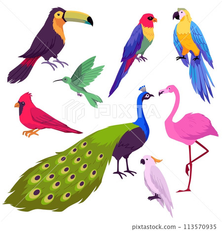 Set of various exotic tropical birds isolated vector illustrations Set of various exotic tropical birds isolated vector illustrations 113570935
