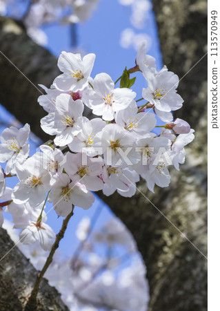盛開的櫻花 染井吉野 盛開的櫻花 染井吉野 113570949