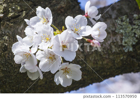 盛開的櫻花 染井吉野 113570950