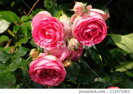 Rose of pink color 113571061