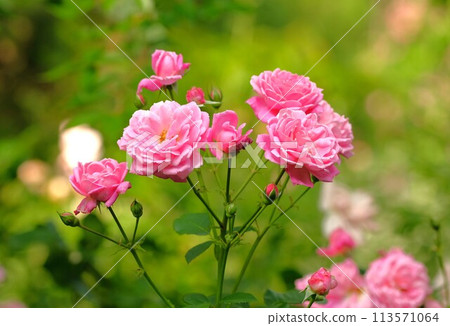 玫瑰粉紅色 113571064