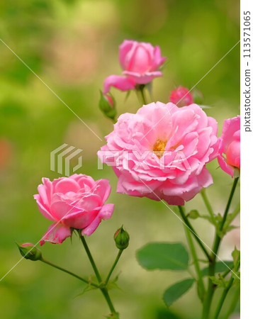 Rose of pink color 113571065