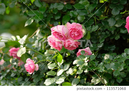 Rose of pink color Rose of pink color 113571068