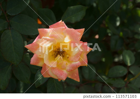 rose	 113571103