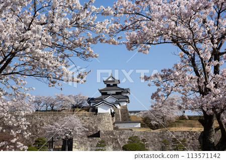 櫻花盛開的小峰城跡 113571142