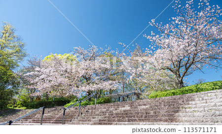 櫻花盛開的京都鴨川風景 113571171