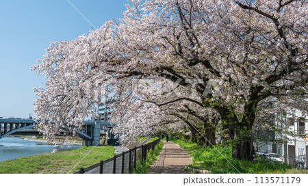 Cherry blossoms blooming along the Kamo River in Kyoto 113571179