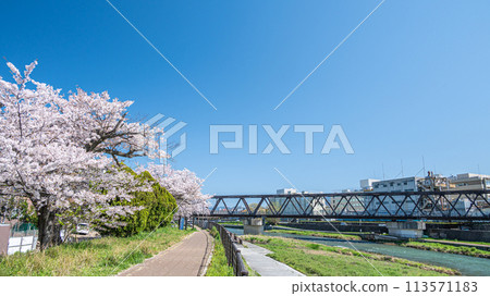 櫻花盛開的京都鴨川風景 113571183